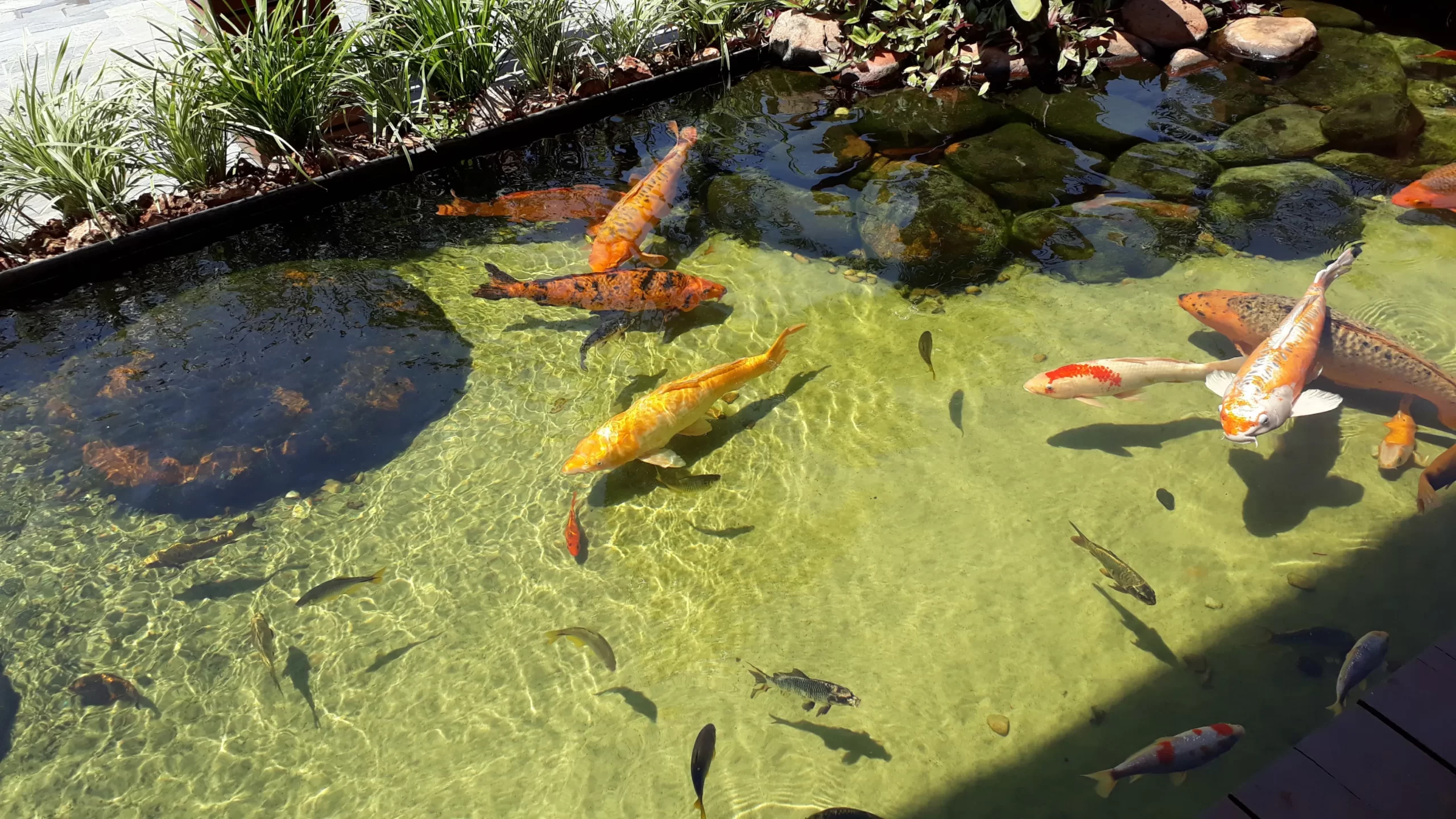 fish-pond-waterproofing Fish Pond Waterproofing